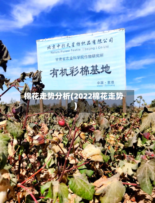 棉花走势分析(2022棉花走势)