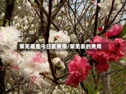莱芜寨里今日姜费用/莱芜姜的费用
