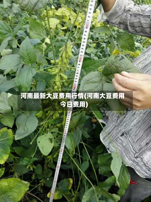 河南最新大豆费用行情(河南大豆费用今日费用)